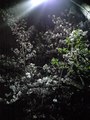 CA3A0123.jpg