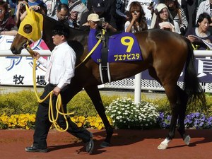 1280px-Buena_Vista_horse.jpg