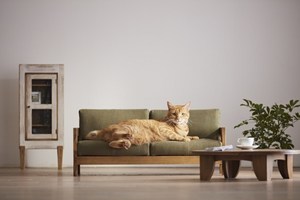 171018nekokagu01.jpg