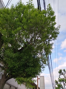 20170608_175330_HDR.jpg