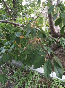 IMG_20190618_135451_7.jpg