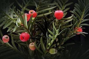 s-yew-185279_640.jpg